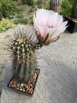 Echinocereus fendleri